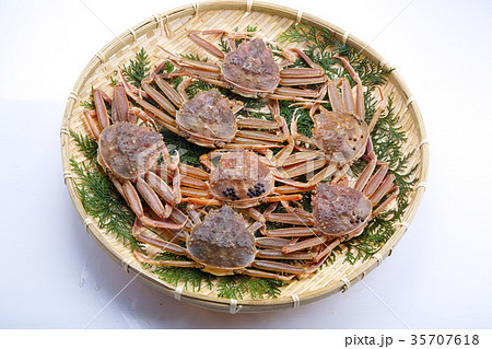 ズワイガニのメス 生 食材 ズワイガニのメス 生 食材 35707618