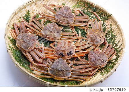 ズワイガニのメス 生 食材 ズワイガニのメス 生 食材 35707619