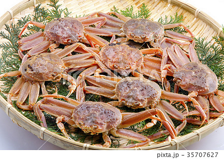 ズワイガニのメス 生 食材 ズワイガニのメス 生 食材 35707627