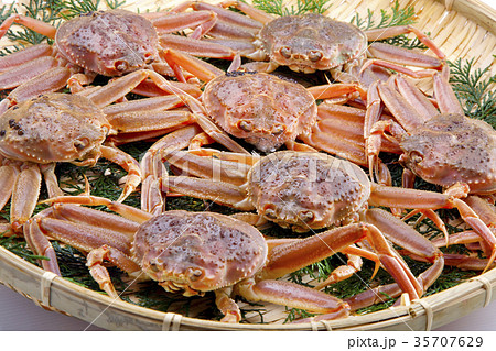 ズワイガニのメス 生 食材 ズワイガニのメス 生 食材 35707629