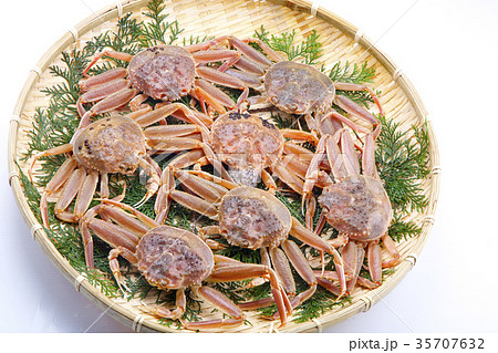 ズワイガニのメス 生 食材 ズワイガニのメス 生 食材 35707632