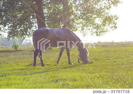 Summer rural landscape with horse in green meadow Summer rural landscape with horse in green meadow 35707716