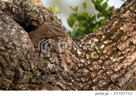 Bengal monitor or Varanus bengalensis 35707752