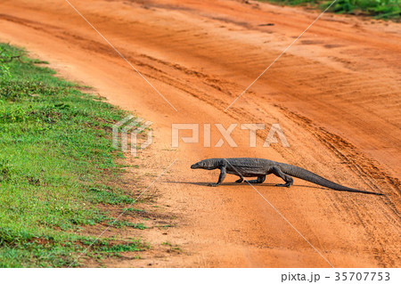 Bengal monitor or Varanus bengalensis Bengal monitor or Varanus bengalensis 35707753