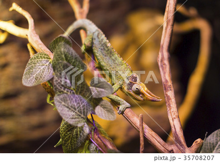Live wild reptiles lizards shot close-up in nature 35708207