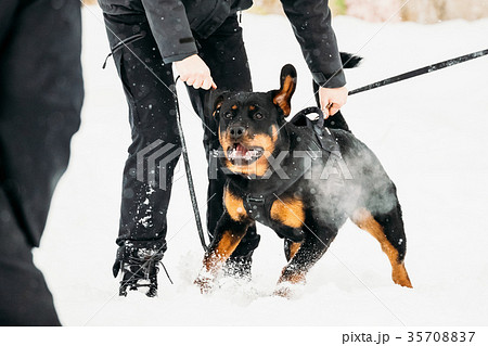 Training Of Rottweiler Metzgerhund Adult Dog 35708837