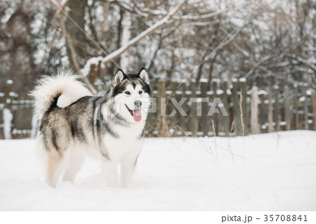 Alaskan Malamute Playing Outdoor In Snow Winterの写真素材