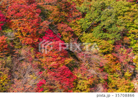 《栃木県》霧降高原の紅葉 35708866