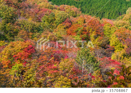 《栃木県》霧降高原の紅葉 35708867