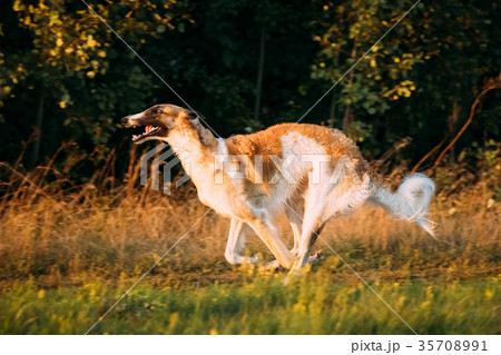 Russian Dog, Borzoi Fast Running In Summer Sunset Russian Dog, Borzoi Fast Running In Summer Sunset 35708991