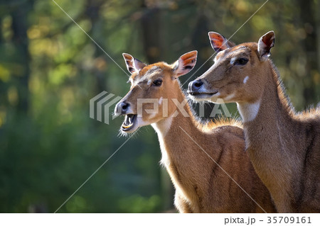Nilgai in a clearing, a portrait  35709161