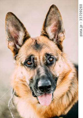 German Shepherd Dog Close Up. Alsatian Wolf Dog Or German Shepherd Dog Close Up. Alsatian Wolf Dog Or 35709260