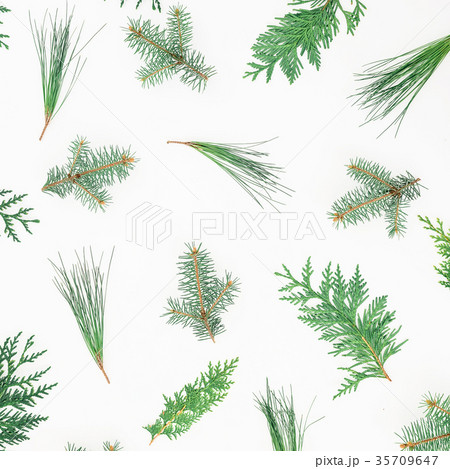 Winter pattern of Christmas trees on white Winter pattern of Christmas trees on white 35709647