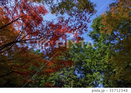 比叡山・奥比叡ドライブウェイの紅葉 35712348