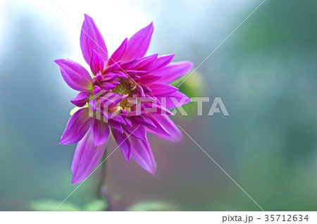 咲きかけのピンクのダリア 咲きかけのピンクのダリア 35712634