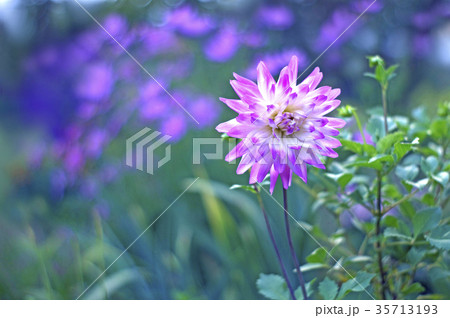 庭先のダリア 庭先のダリア 35713193