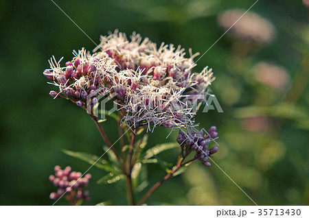 フジバカマ 35713430