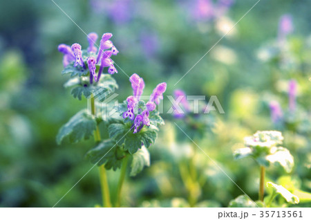 朝の小道に咲くホトケノザ 35713561