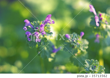 朝の小道に咲くホトケノザ 35713562