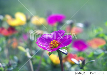 マツバボタン 35713567