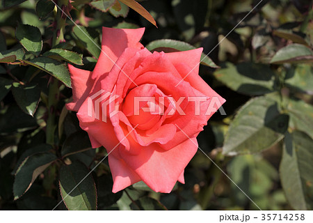 バラ(モンパルナス) バラ(モンパルナス) 35714258