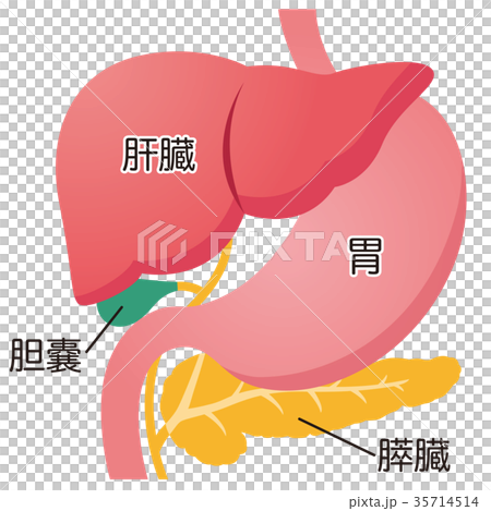 臓器 肝臓 膵臓 胃 胆嚢のイラスト素材