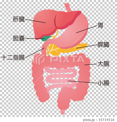 臓器 消化器系のイラスト素材