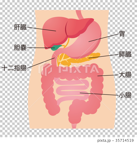 臓器 消化器系のイラスト素材