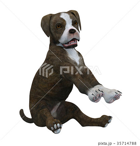 犬 犬 35714788