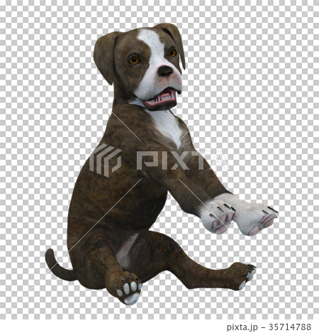 犬 犬 35714788