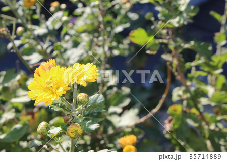 黄の秋 菊 黄の秋 菊 35714889
