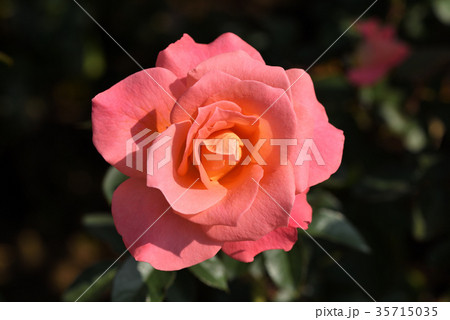 バラ（フラワーガール） 35715035