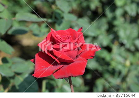 バラ（アメリカンスピリット） 35715044