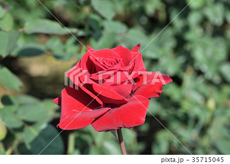 バラ（アメリカンスピリット） 35715045