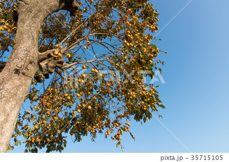 鈴なりの柿の実と青空のコピースペース 35715105