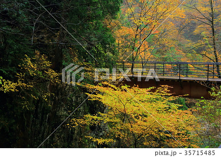 紅葉の抱き返り渓谷 35715485