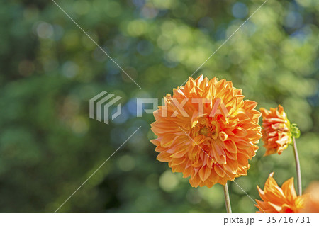 ダリア 35716731