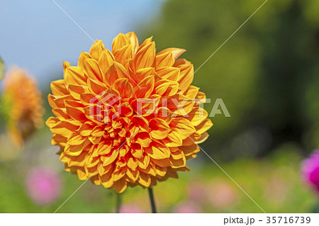 ダリア 35716739