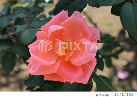 バラ（カトリーヌドゥヌーブ） 35717159