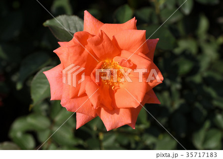 バラ（ジャニナ） 35717183