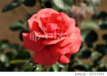 バラ(ヒートウェーブ) バラ(ヒートウェーブ) 35717201