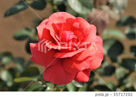 バラ（ヒートウェーブ） 35717202