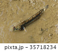 Mudskipper 35718234