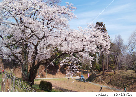 桜の巨木 35718716