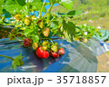 Strawberry fruit grow in farm 35718857