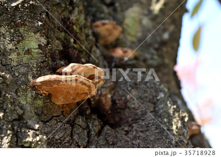 木に生えたキノコ 木に生えたキノコ 35718928
