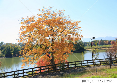 秋の公園 ムクロジ黄葉 秋の公園 ムクロジ黄葉 35719471