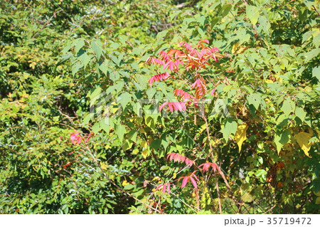 ウルシ紅葉 35719472