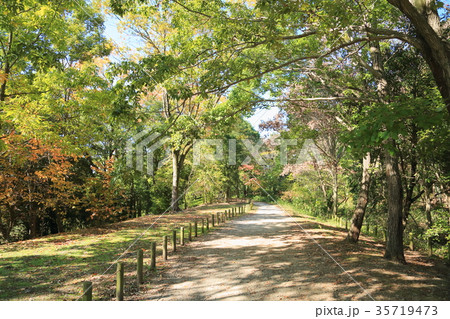 秋の公園 爽やか散歩道 秋の公園 爽やか散歩道 35719473