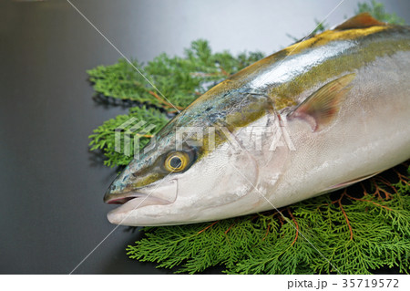 ブリ　アップ 35719572